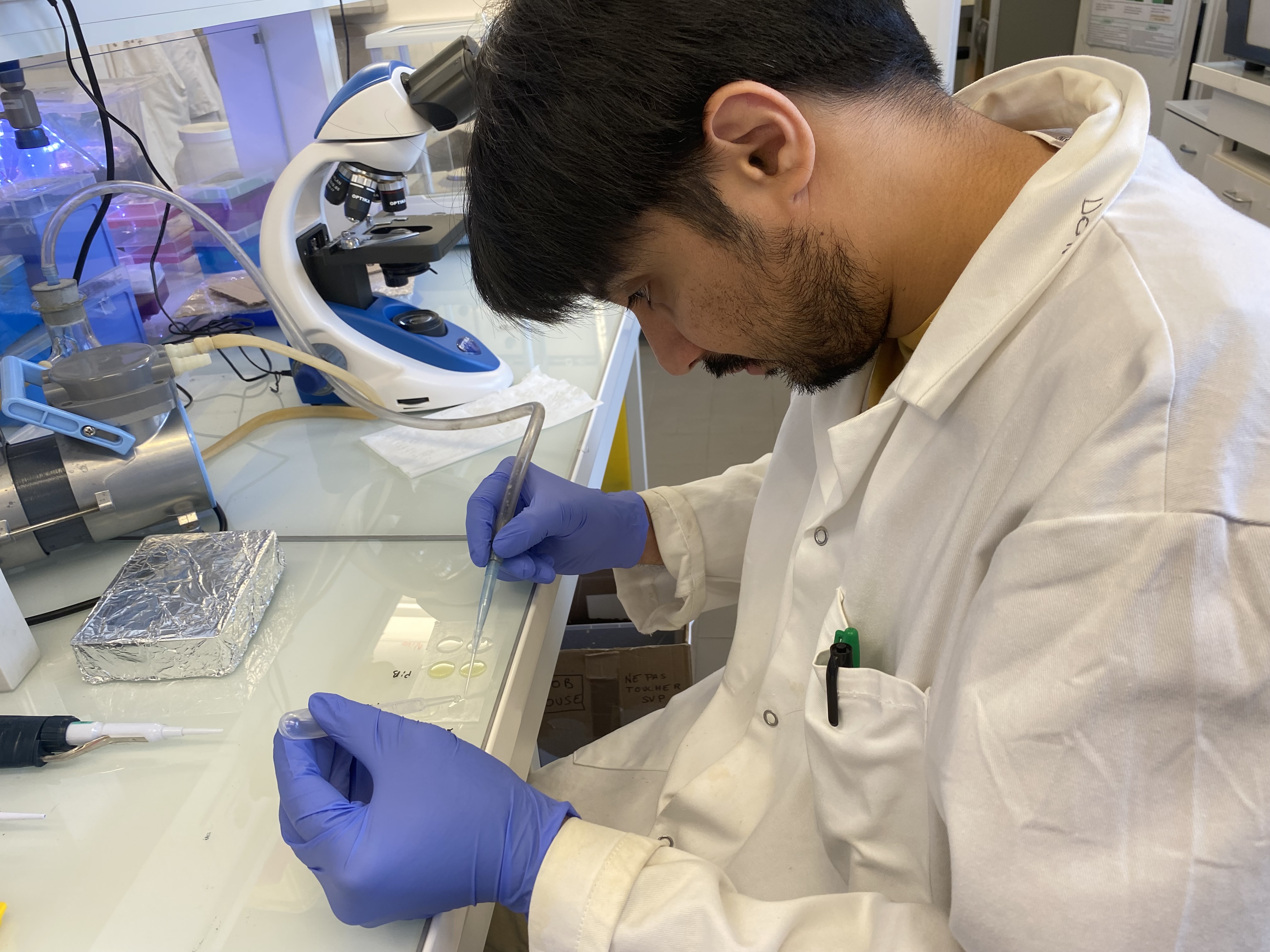 Bilal Mazhar pipetting at the microscope