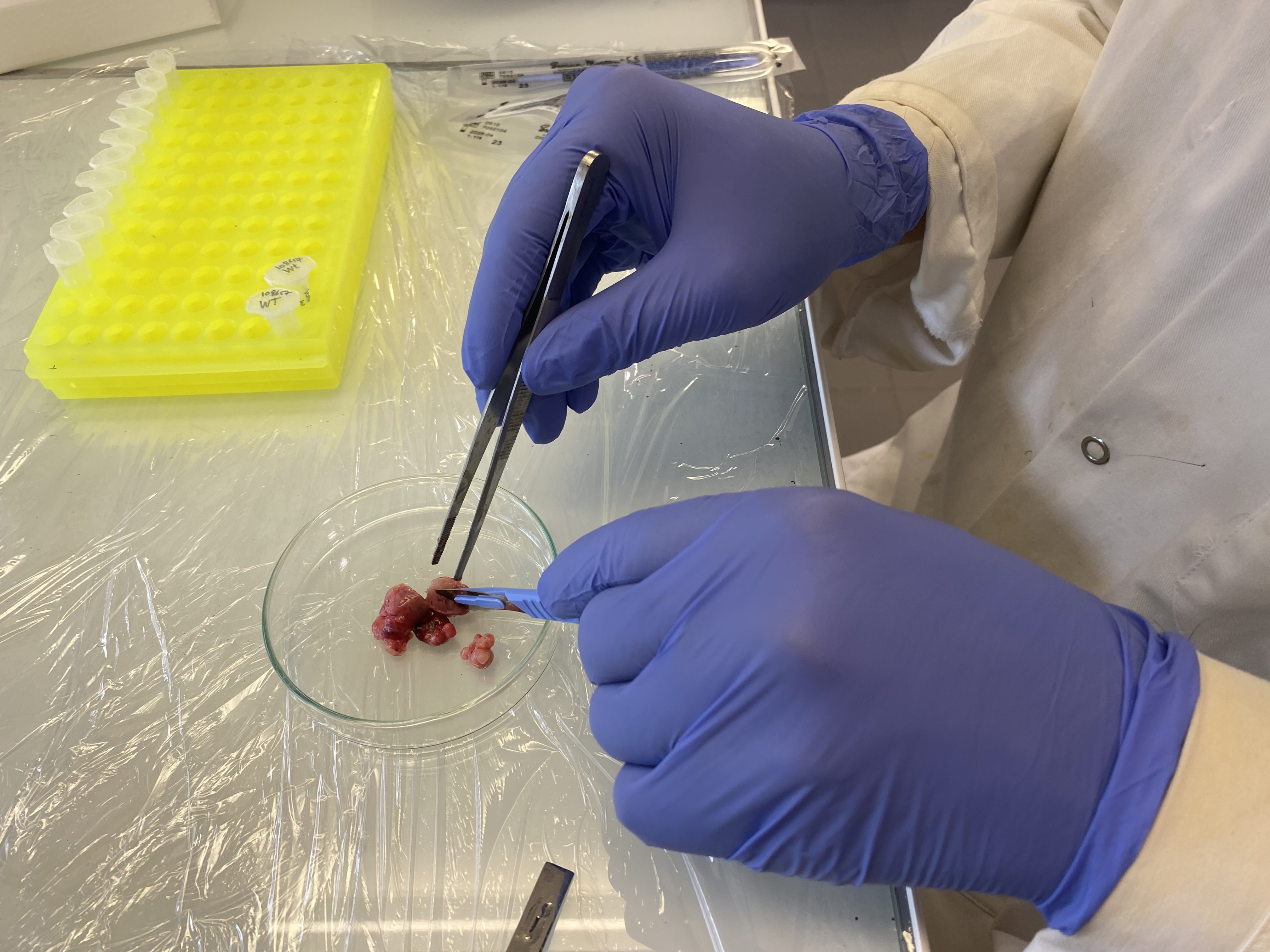 Tissue sample preparation in Petri dish