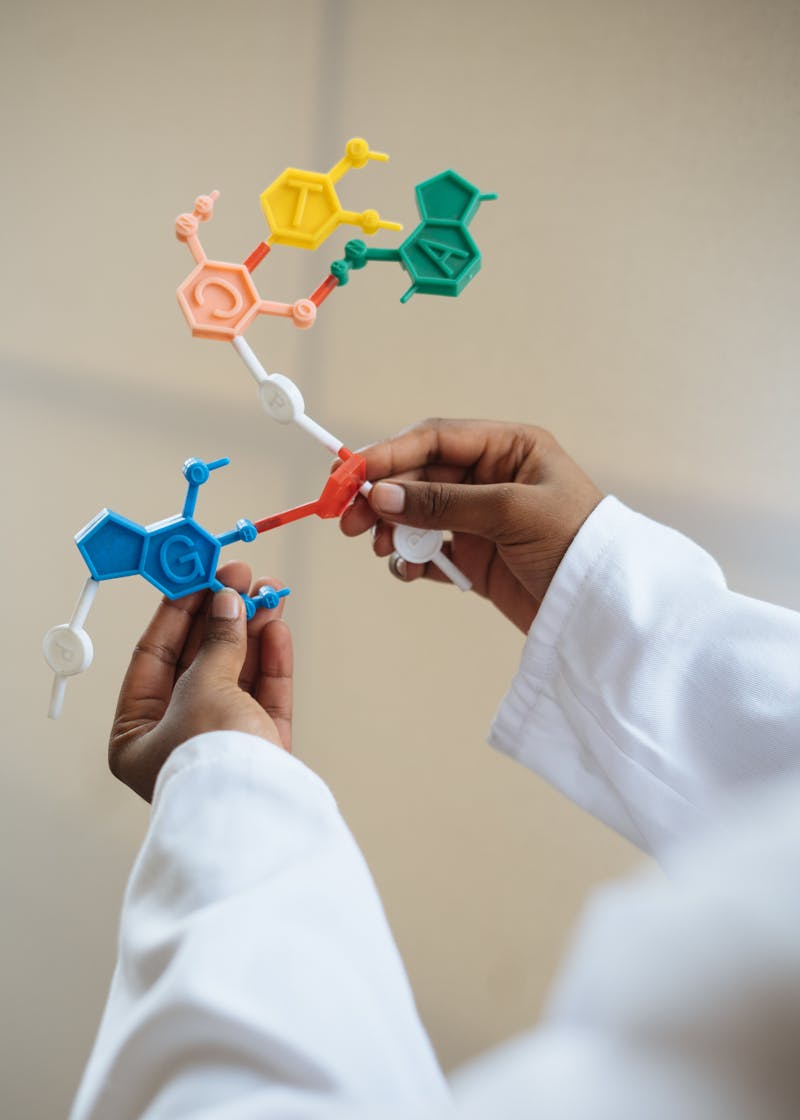 Molecular model — DNA nucleotides ATCG