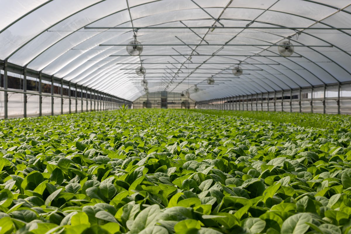 Greenhouse with green plant crops — scalable production