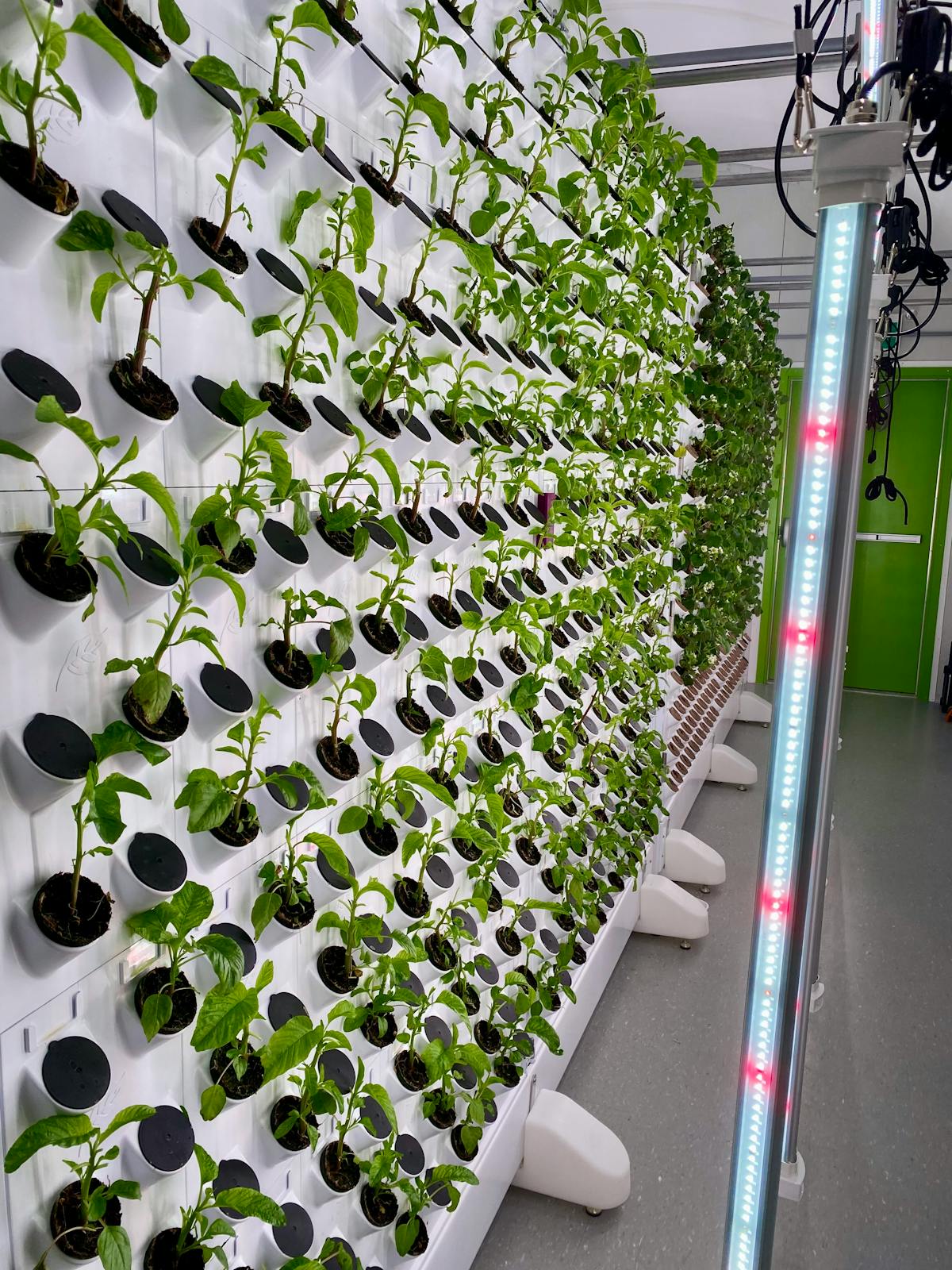 Vertical farming with LED lighting — indoor plant molecular pharming