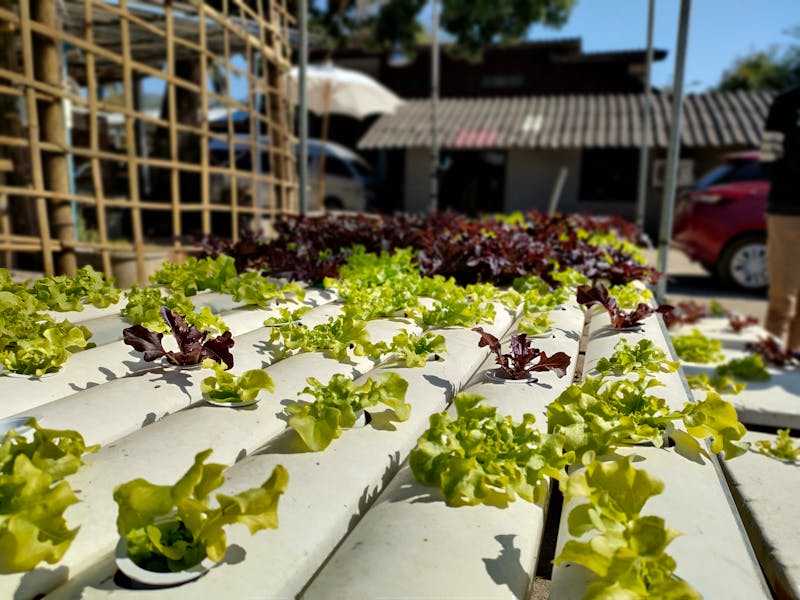 Hydroponic lettuce growing