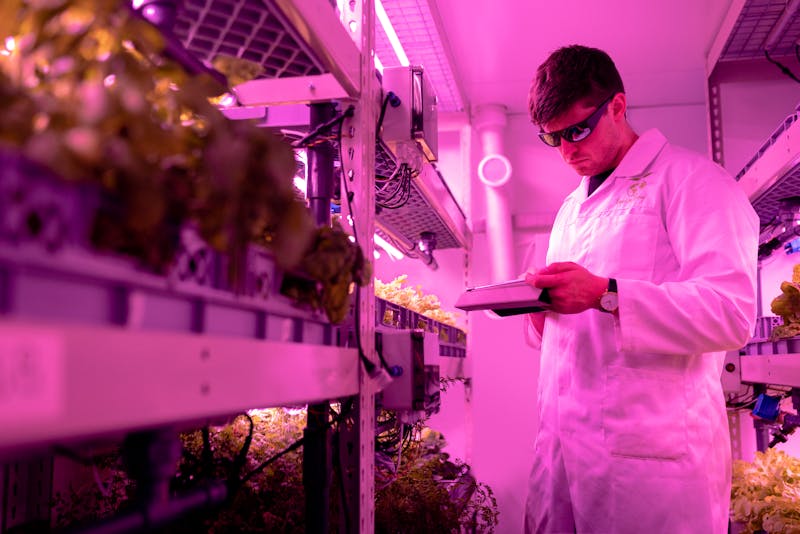 Scientist monitoring plant growth in vertical farm